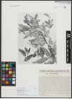 Foto von Salix schweinfurthii Toepff.